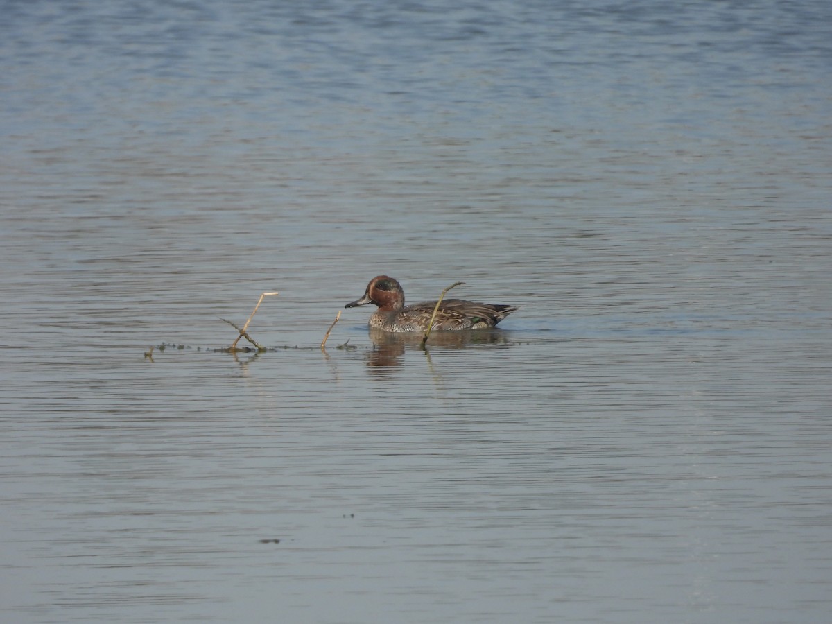 コガモ - ML646163607