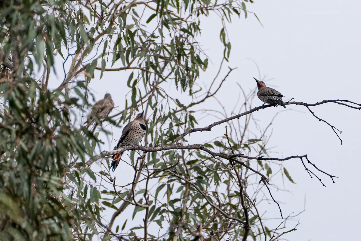 Northern Flicker - ML646163608