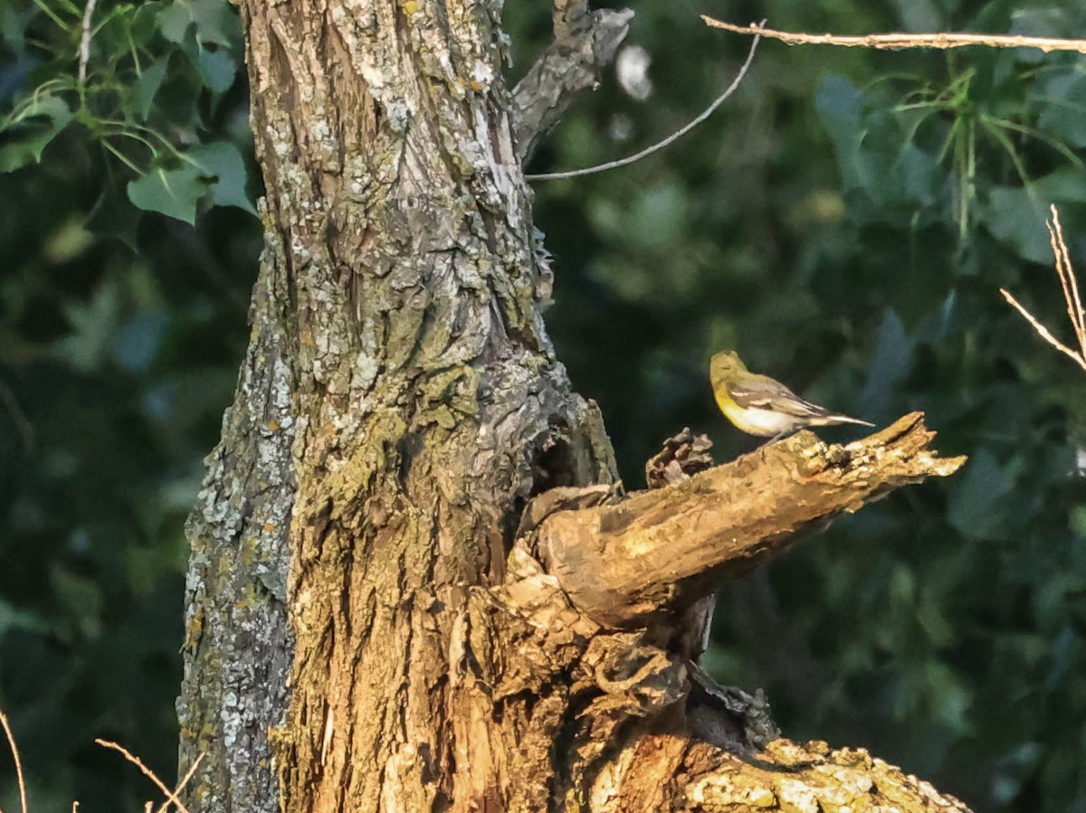 Yellow-throated Vireo - ML646163610