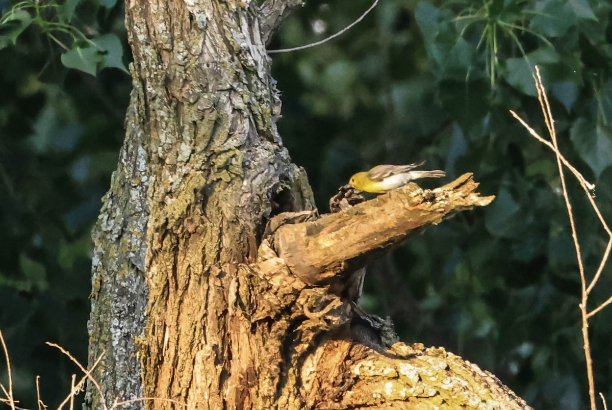 Yellow-throated Vireo - ML646163611