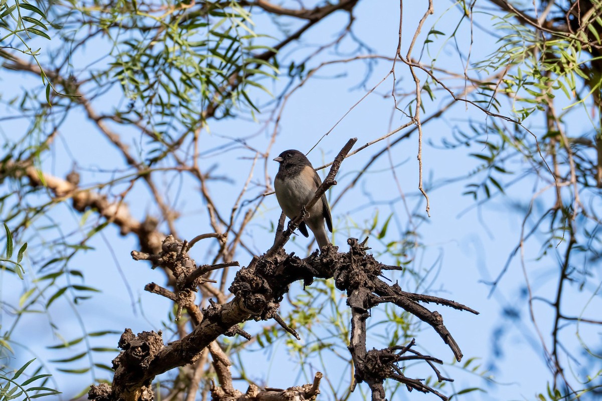 Dark-eyed Junco - ML646163612