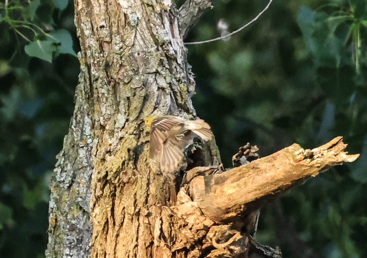 Yellow-throated Vireo - ML646163613