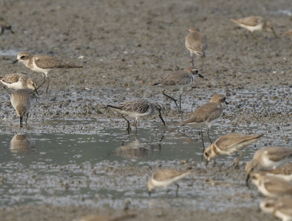 Broad-billed Sandpiper - ML646163614
