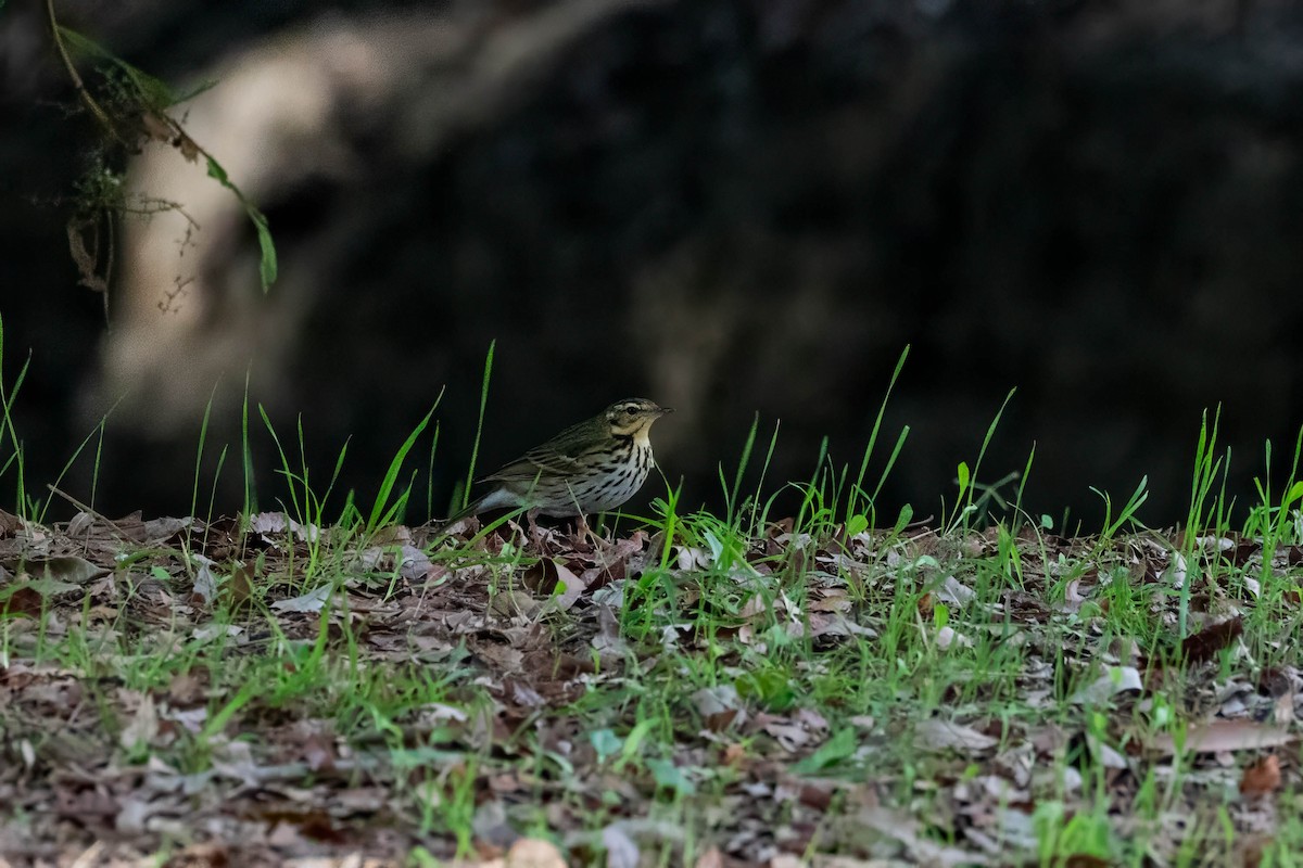 Olive-backed Pipit - ML646163617