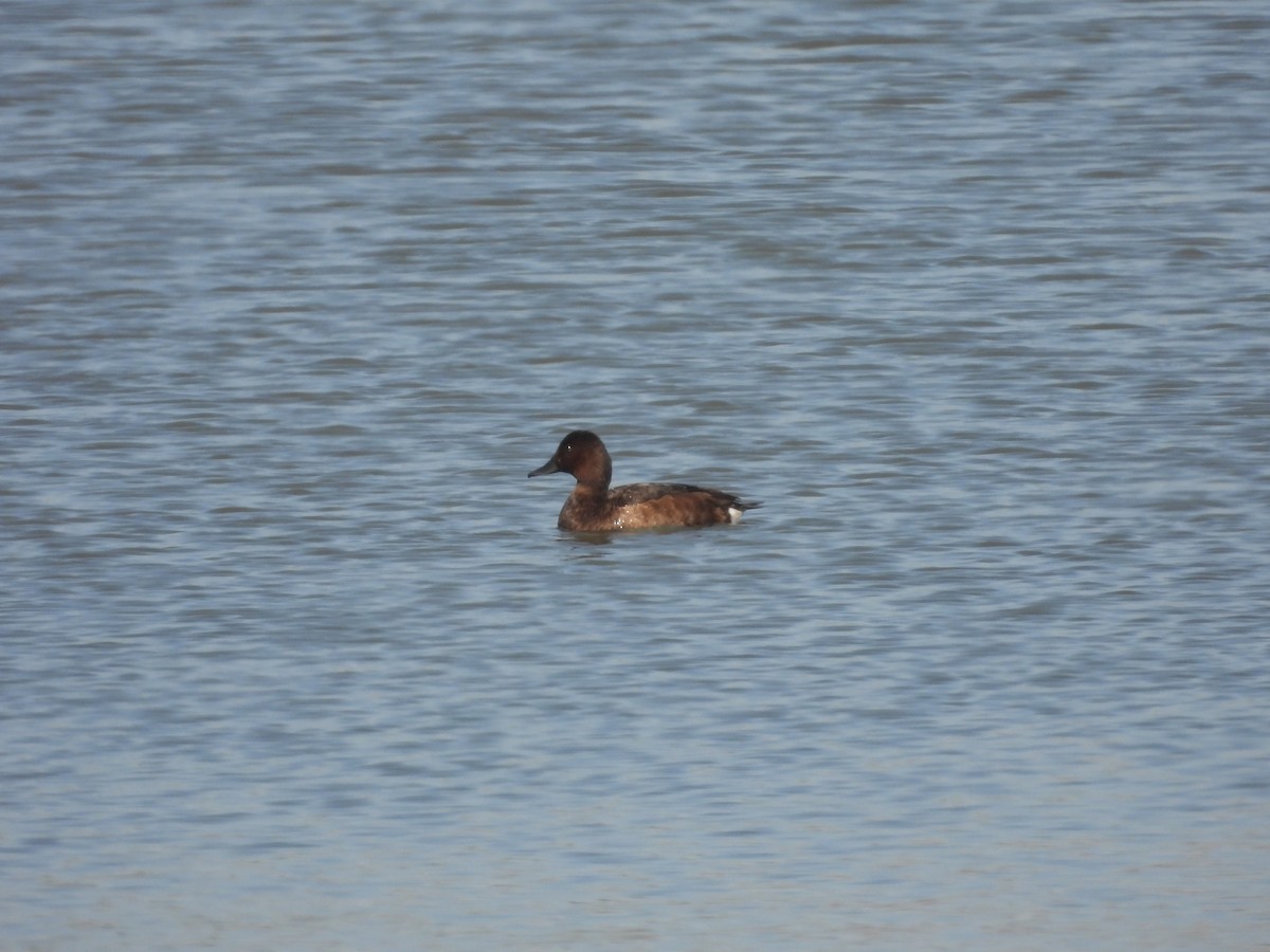 メジロガモ - ML646163619