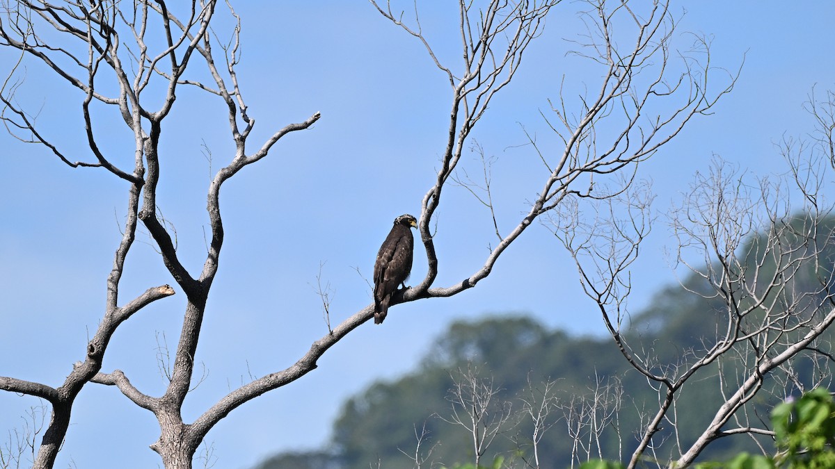Хохлатый змееяд [группа cheela] - ML646163620