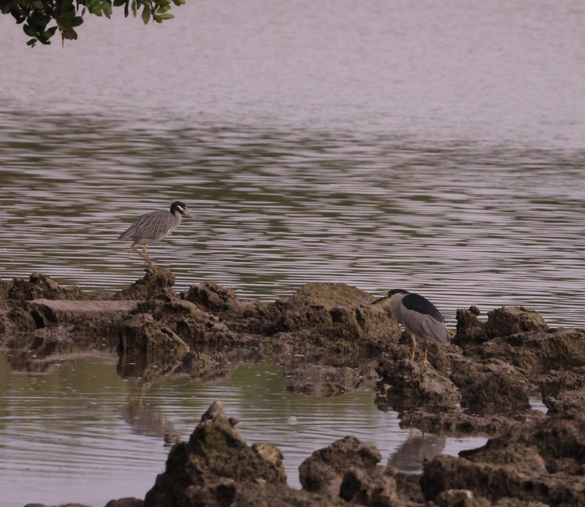 Yellow-crowned Night Heron - ML646163632