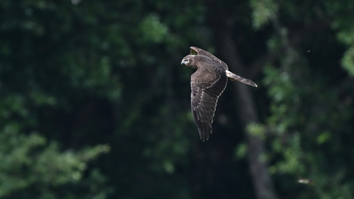 Pied Harrier - ML646163634
