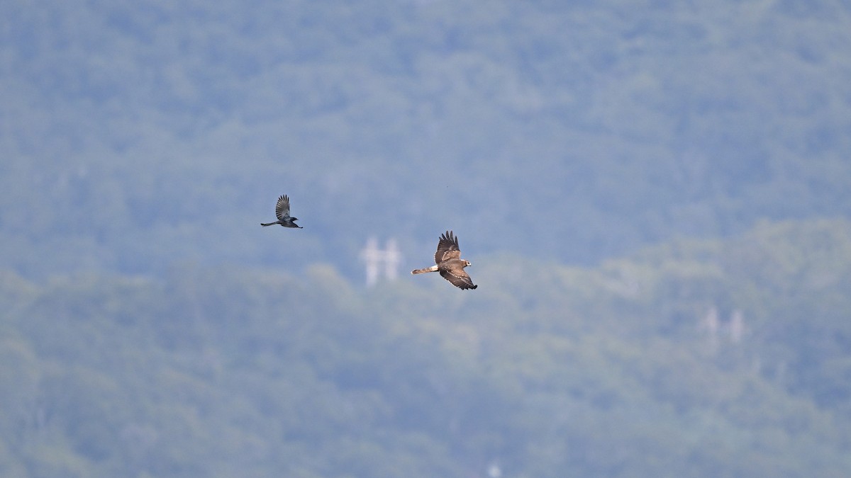 Pied Harrier - ML646163635