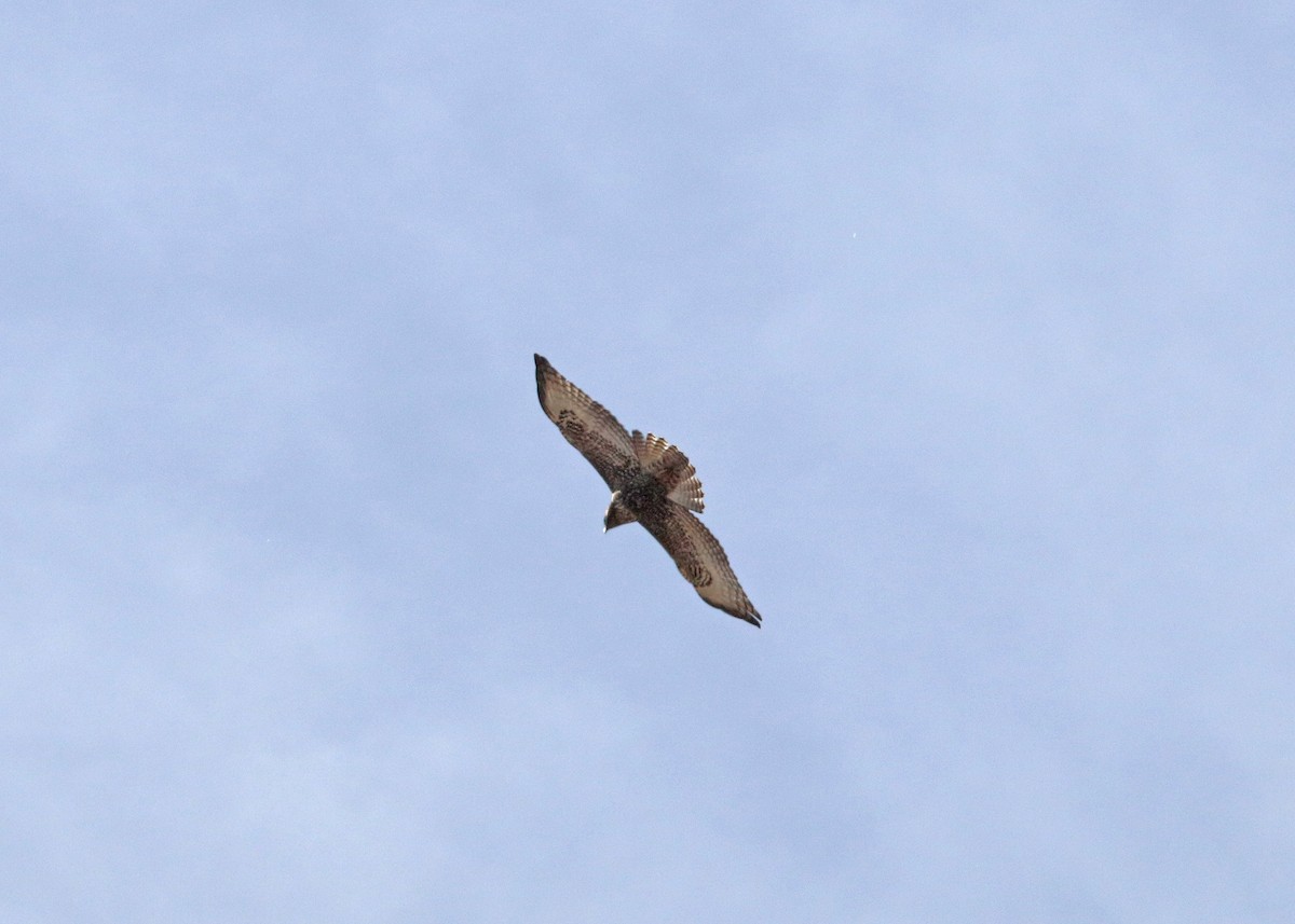 Red-tailed Hawk - ML646163637