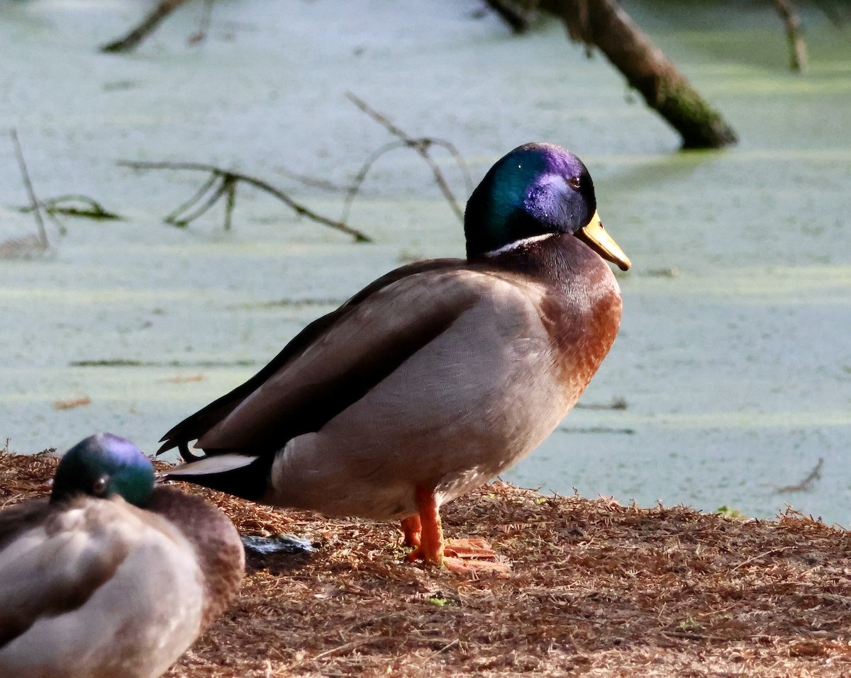 kachna divoká - ML646163640