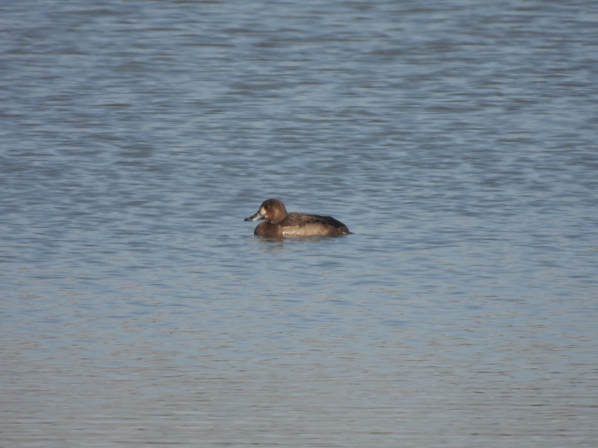 スズガモ - ML646163648