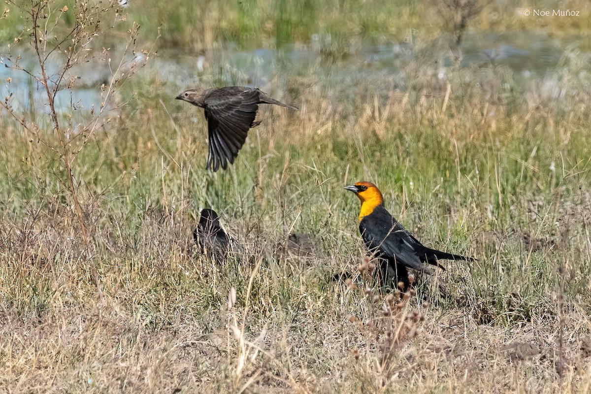Yellow-headed Blackbird - ML646163649