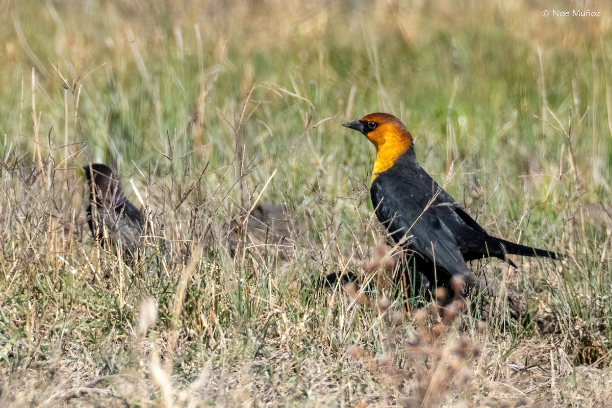 Yellow-headed Blackbird - ML646163650