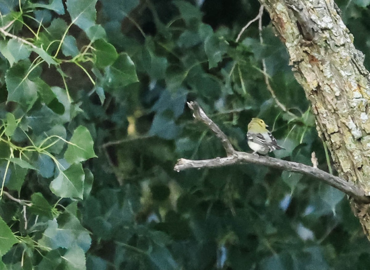 Yellow-throated Vireo - ML646163651