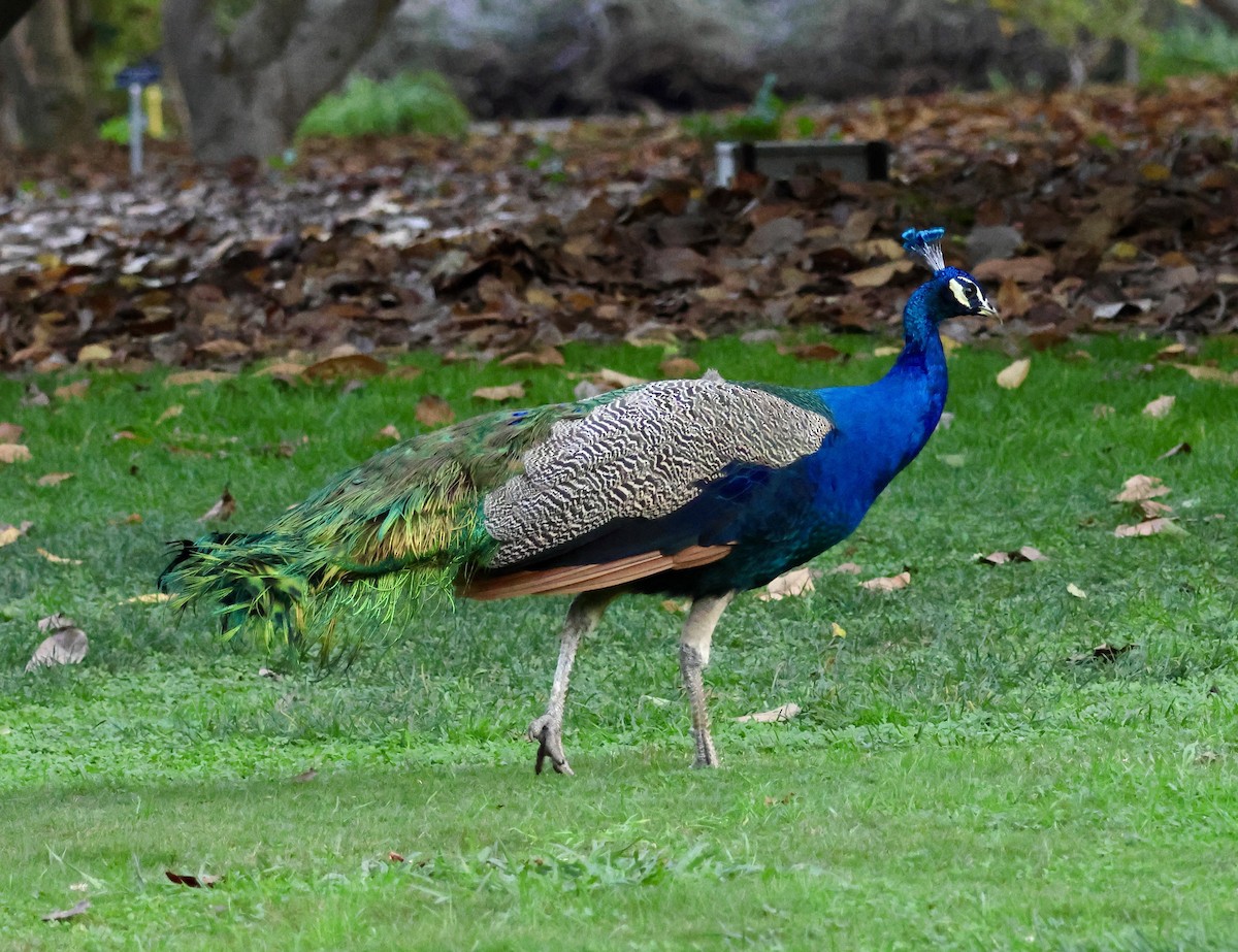 páv korunkatý (domestikovaný) - ML646163652
