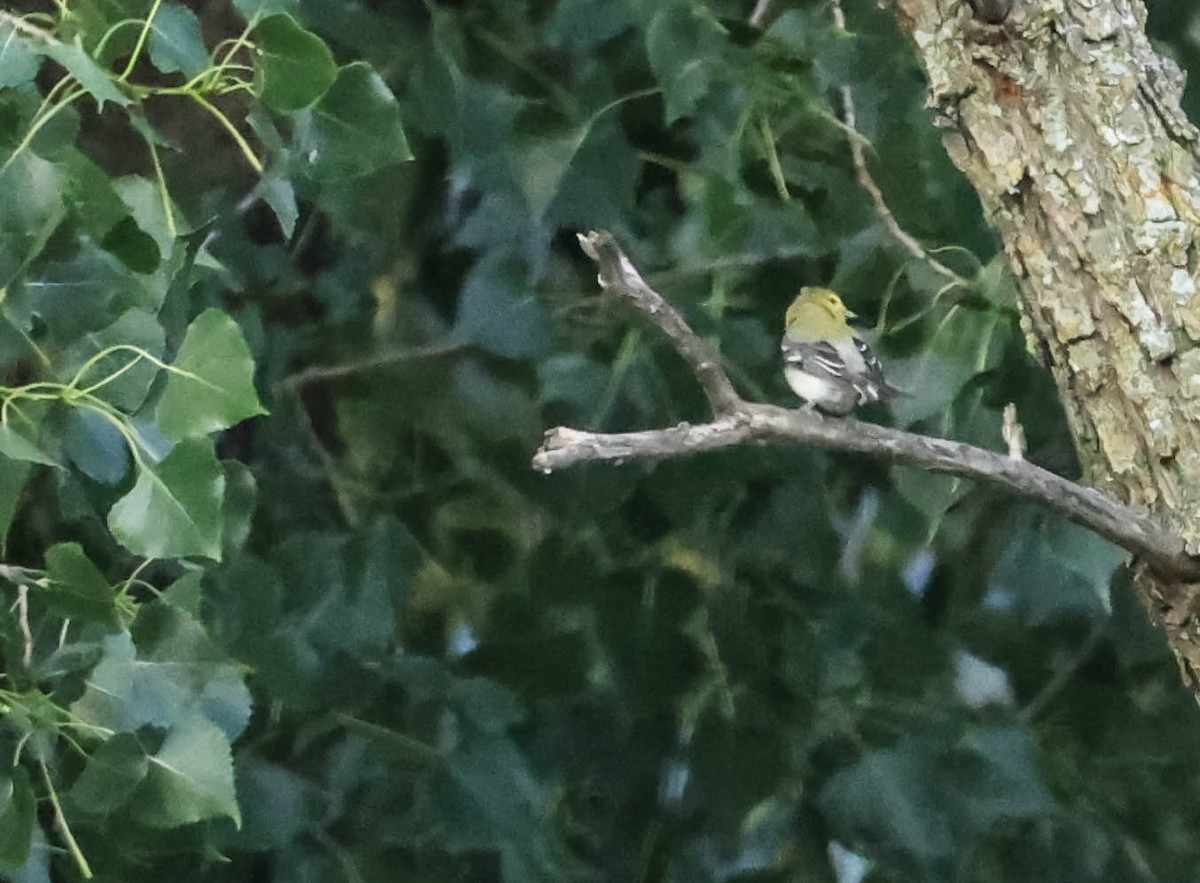Yellow-throated Vireo - ML646163655