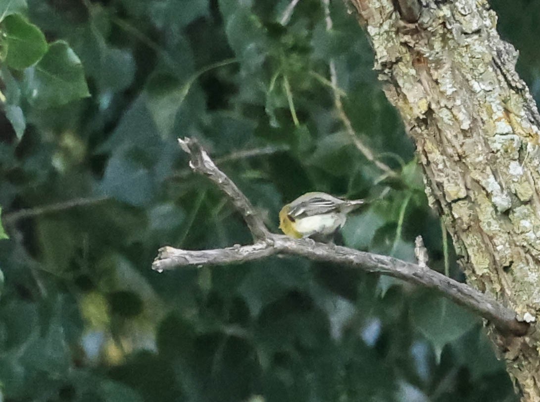 Yellow-throated Vireo - ML646163660