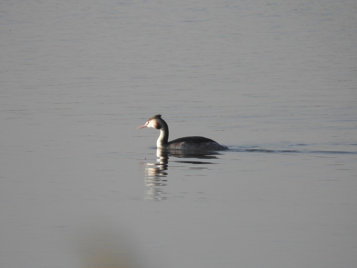 Great Crested Grebe - ML646163662