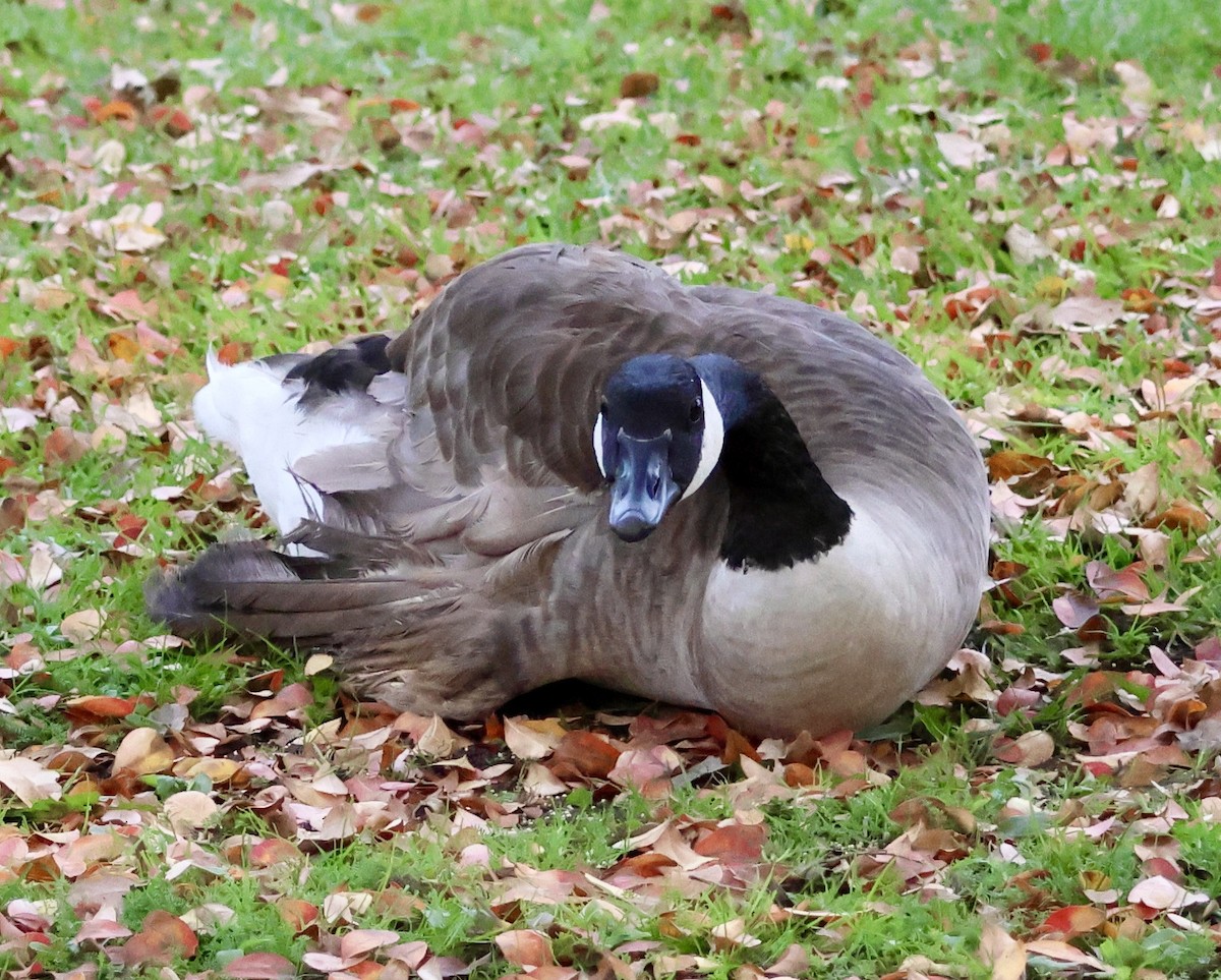 Canada Goose - ML646163664