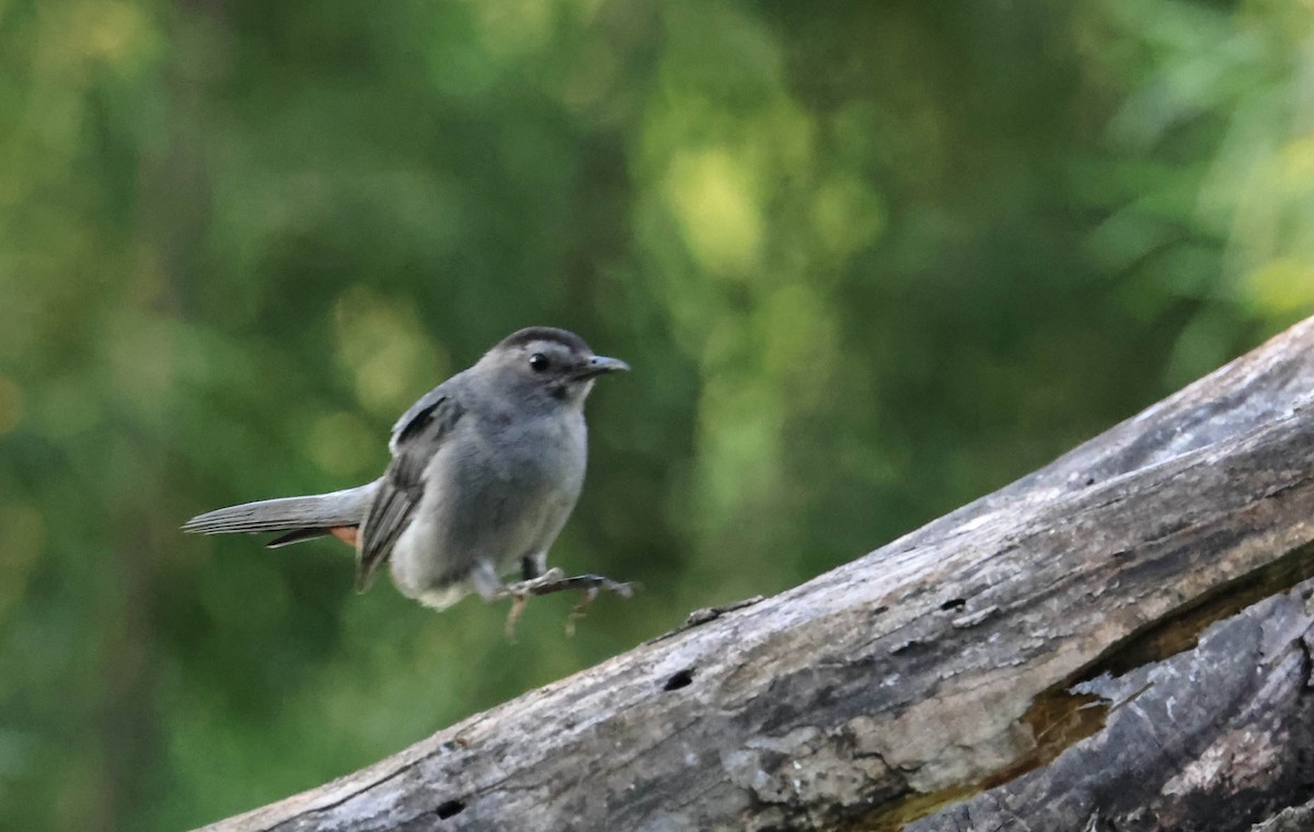 Gray Catbird - ML646163665