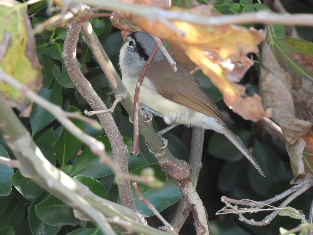 ハイガシラダルマエナガ - ML646163675