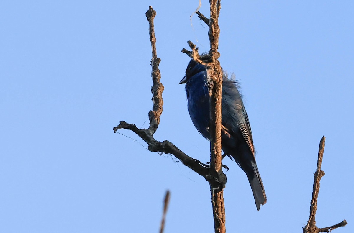 Indigo Bunting - ML646163679