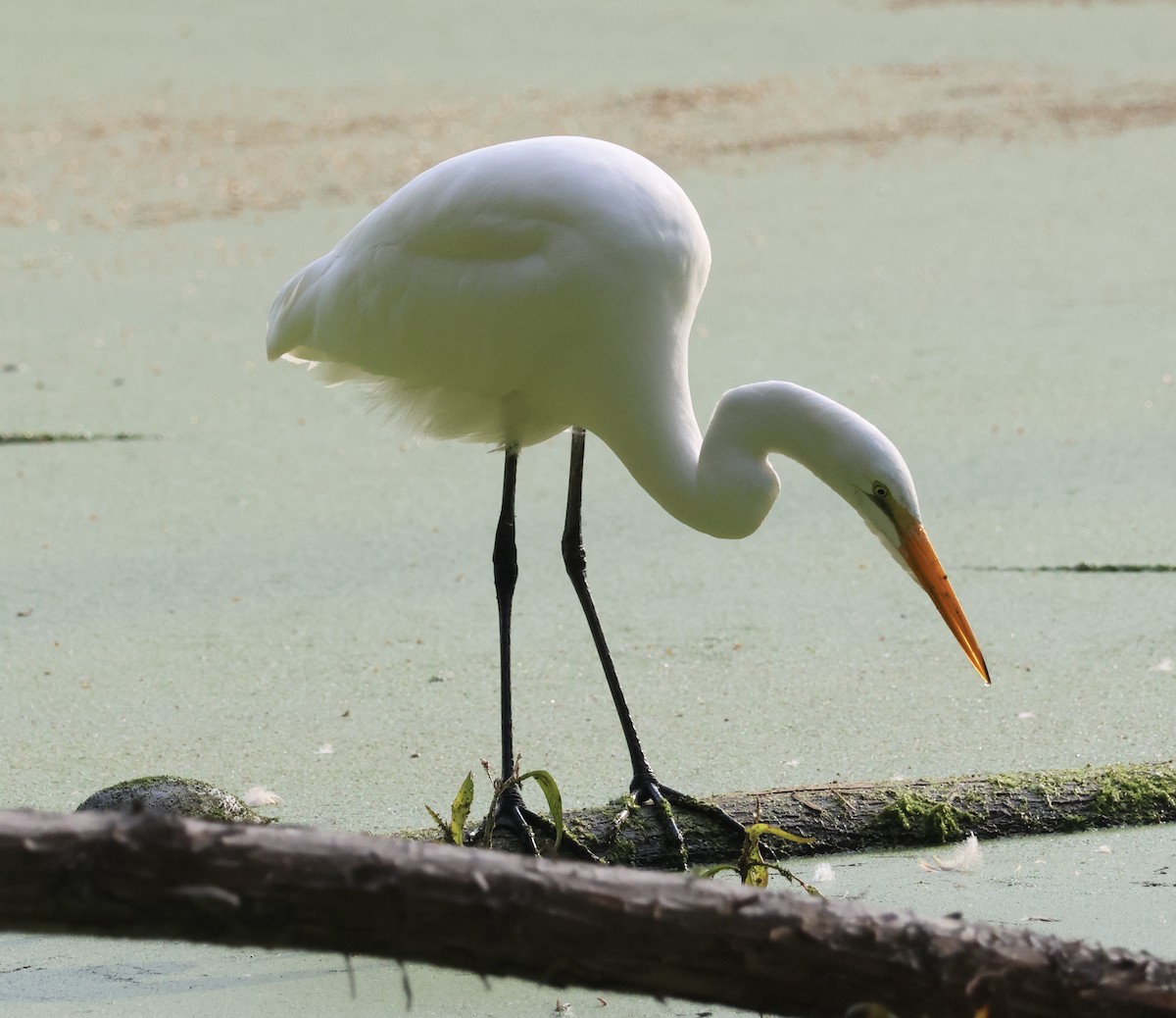 volavka bílá - ML646163680