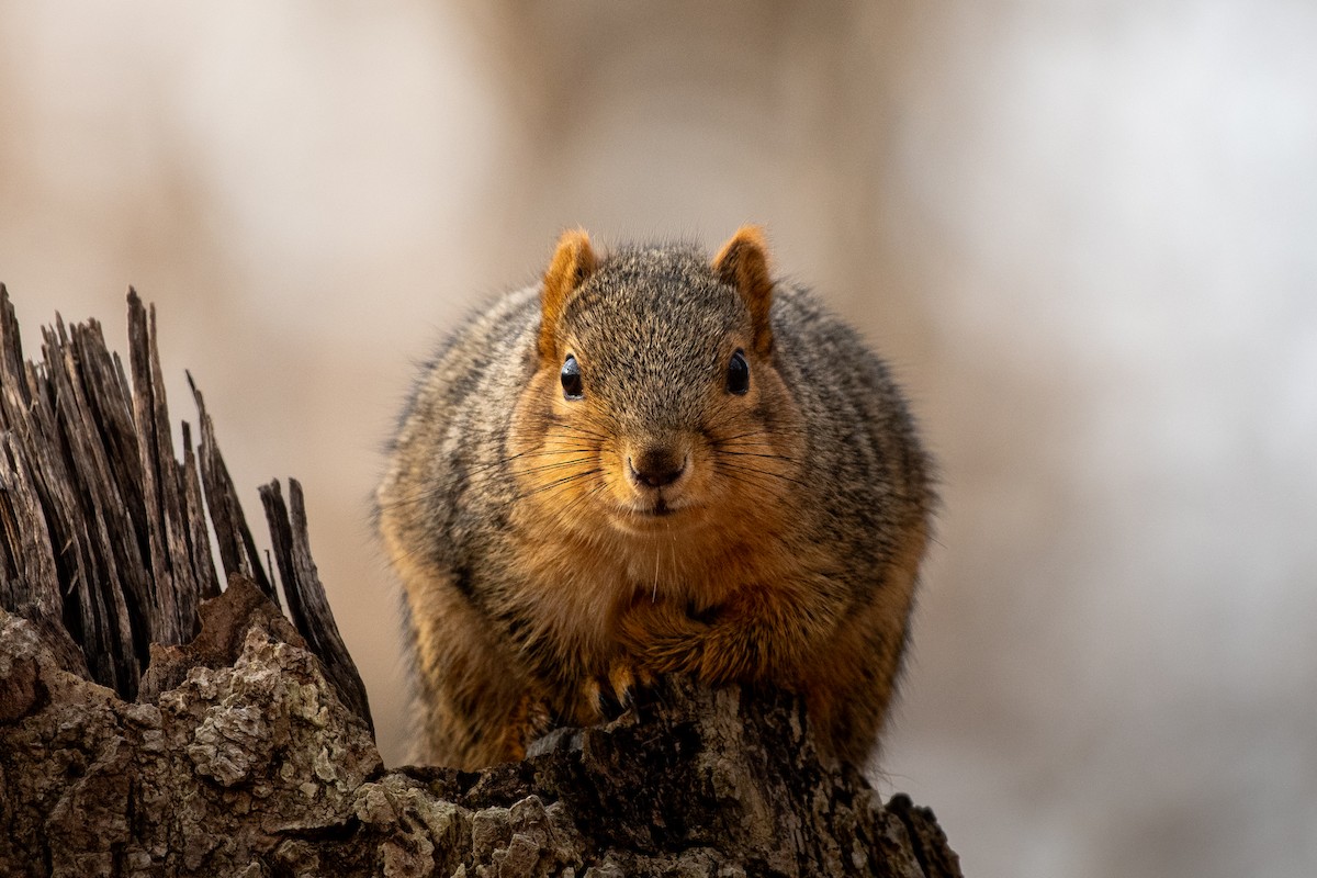 Eastern Fox Squirrel - ML646163681