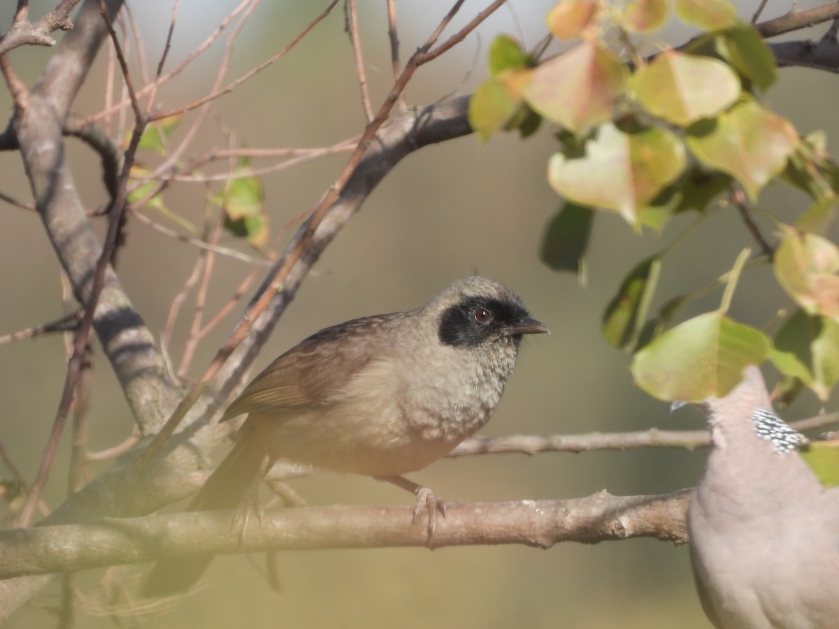 カオグロガビチョウ - ML646163683