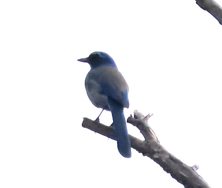 sojka západní - ML646163691