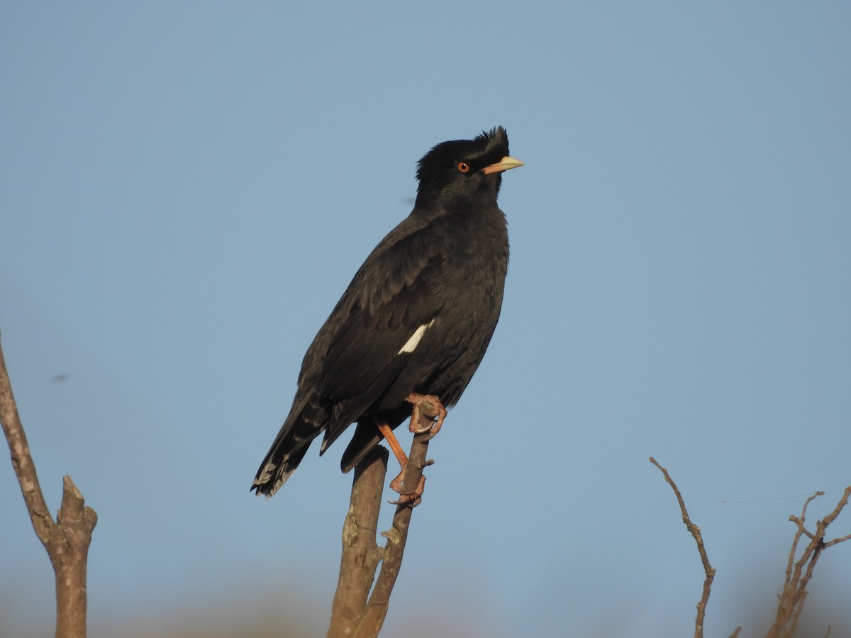 ハッカチョウ - ML646163692