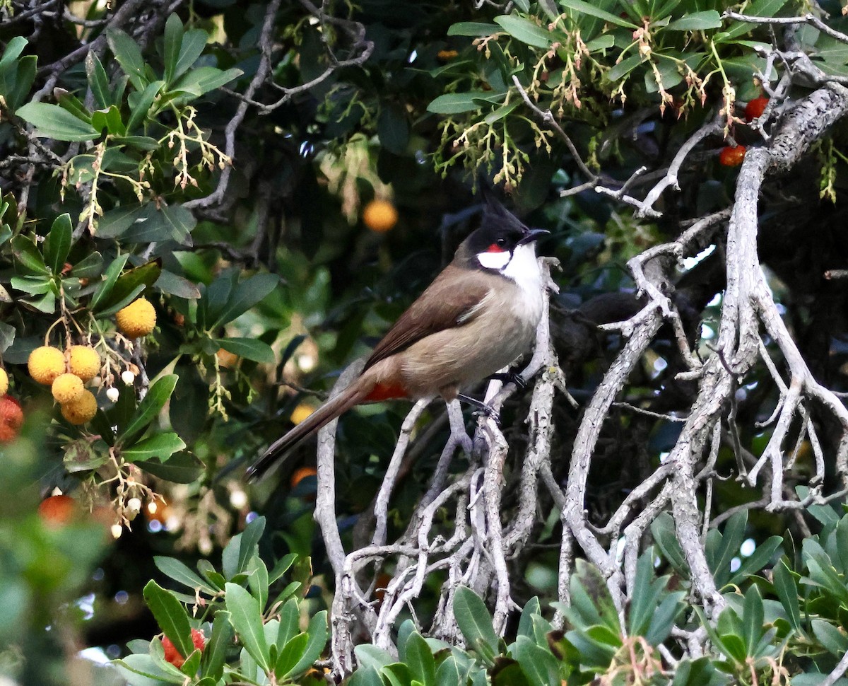 bulbul červenouchý - ML646163695