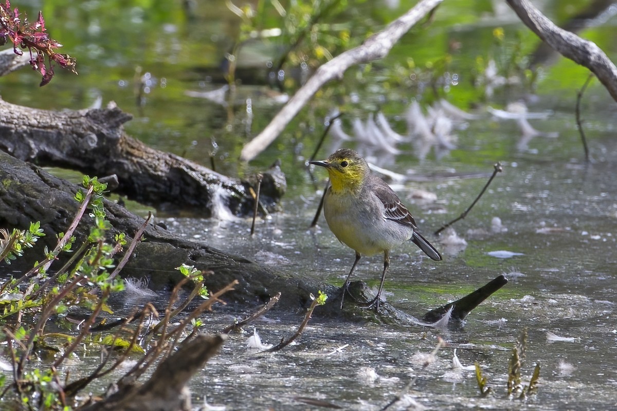 Citrine Wagtail - ML646163700