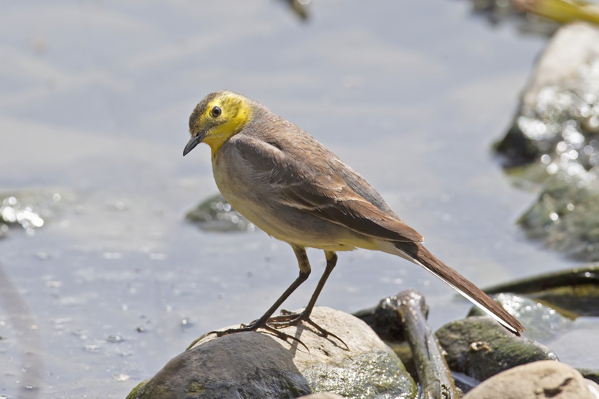 Citrine Wagtail - ML646163701