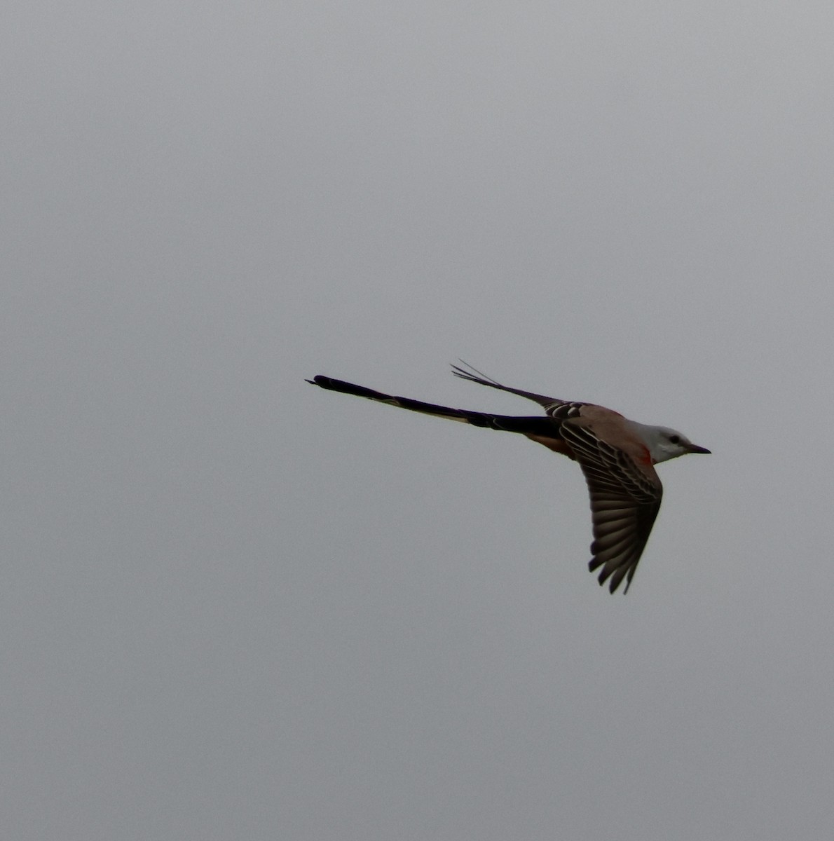 Scissor-tailed Flycatcher - ML646163702
