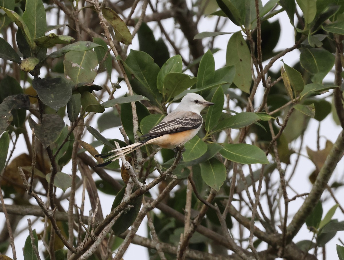Scissor-tailed Flycatcher - ML646163703