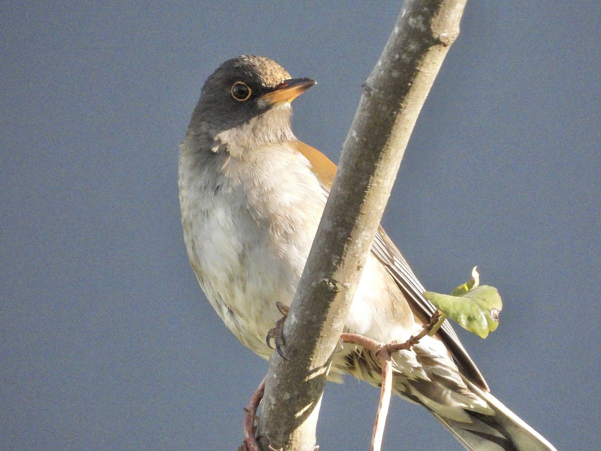 シロハラ - ML646163710