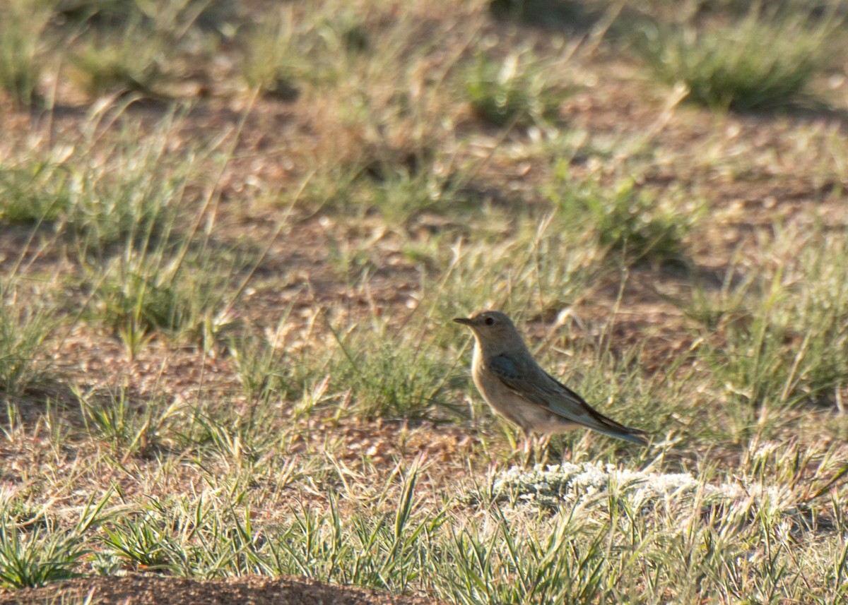 fjellblåfugl - ML646163713