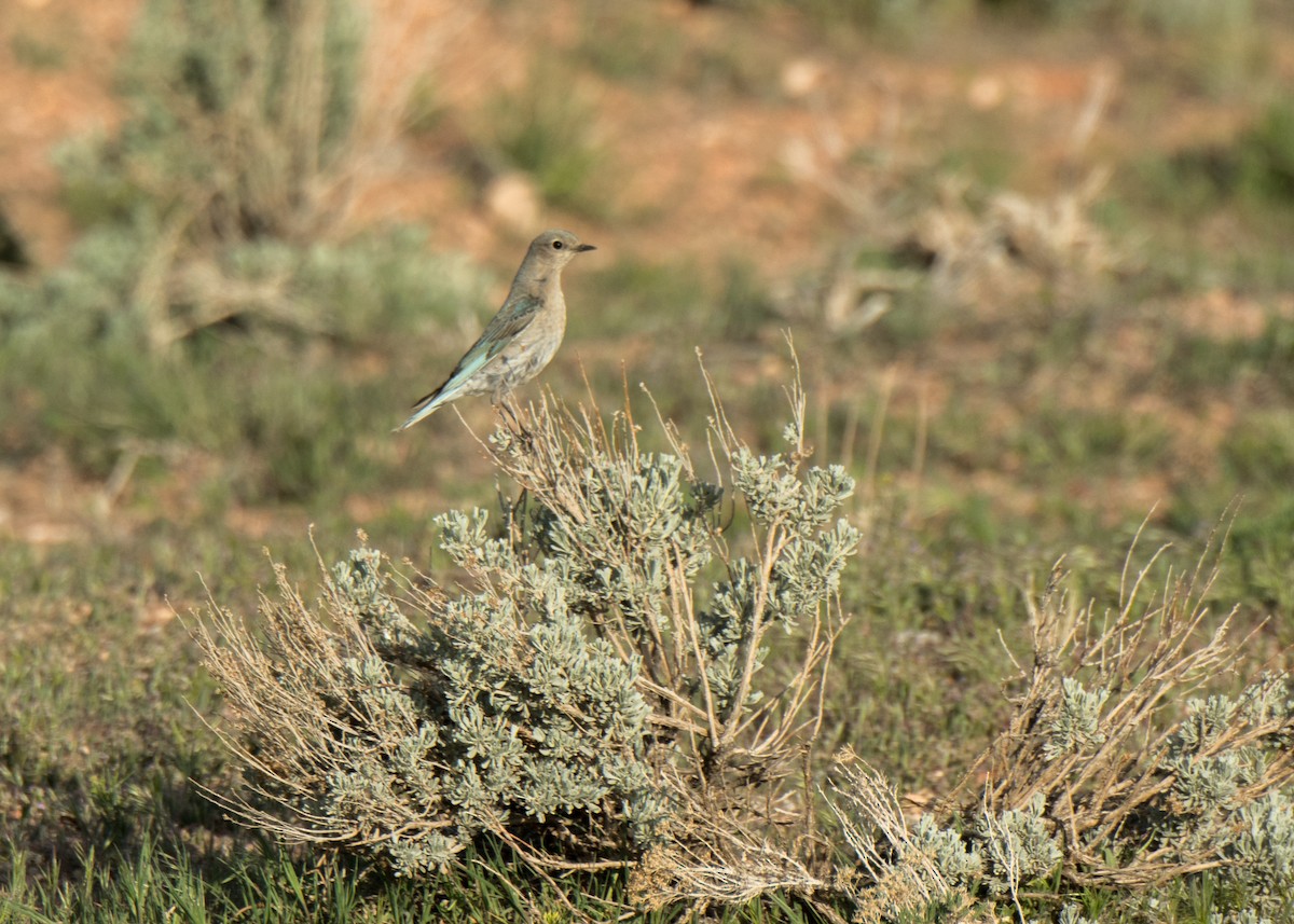 fjellblåfugl - ML646163714