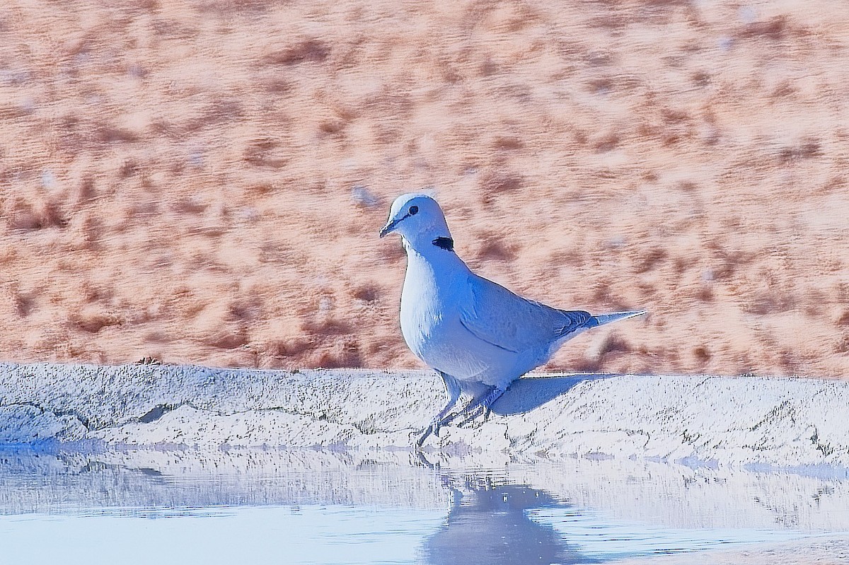 Ring-necked Dove - ML646163716