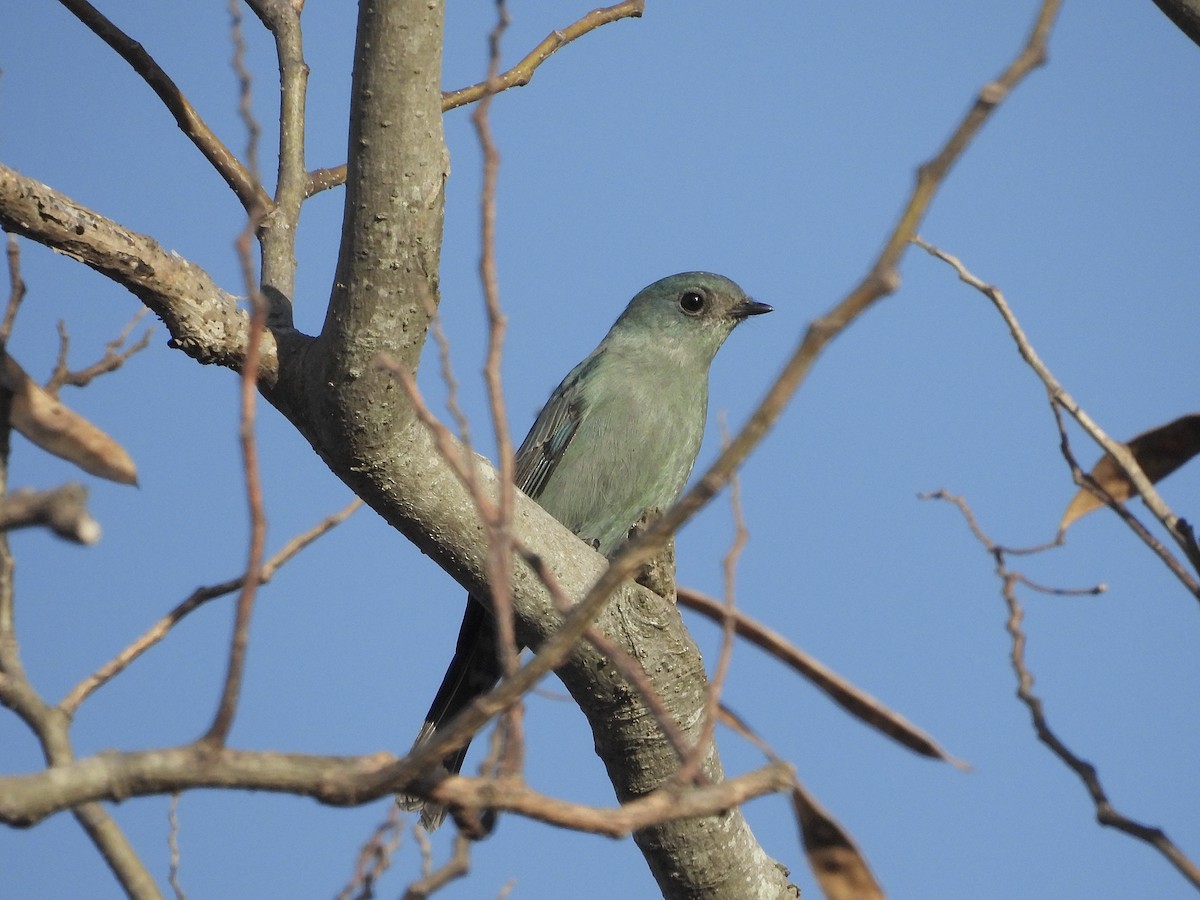 ロクショウヒタキ - ML646163719