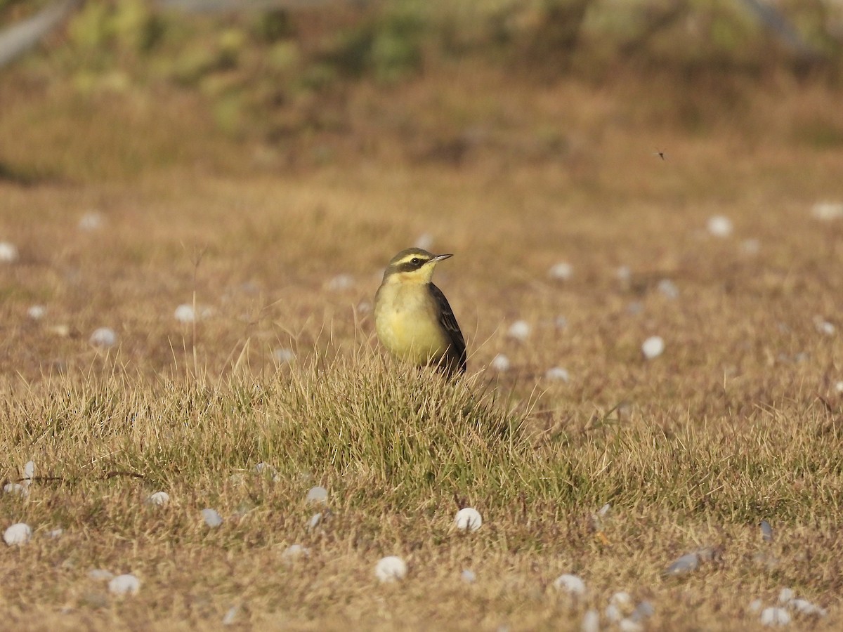 ツメナガセキレイ - ML646163726
