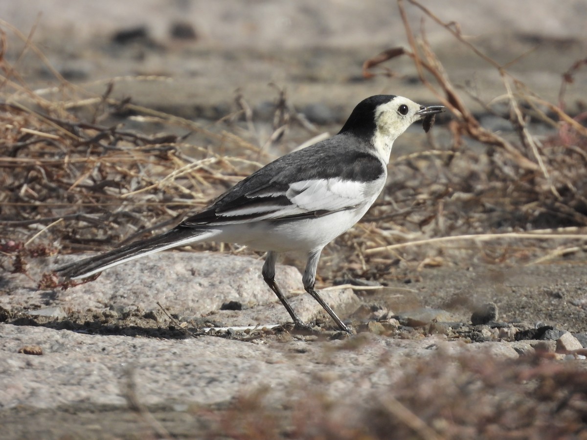 ハクセキレイ - ML646163727