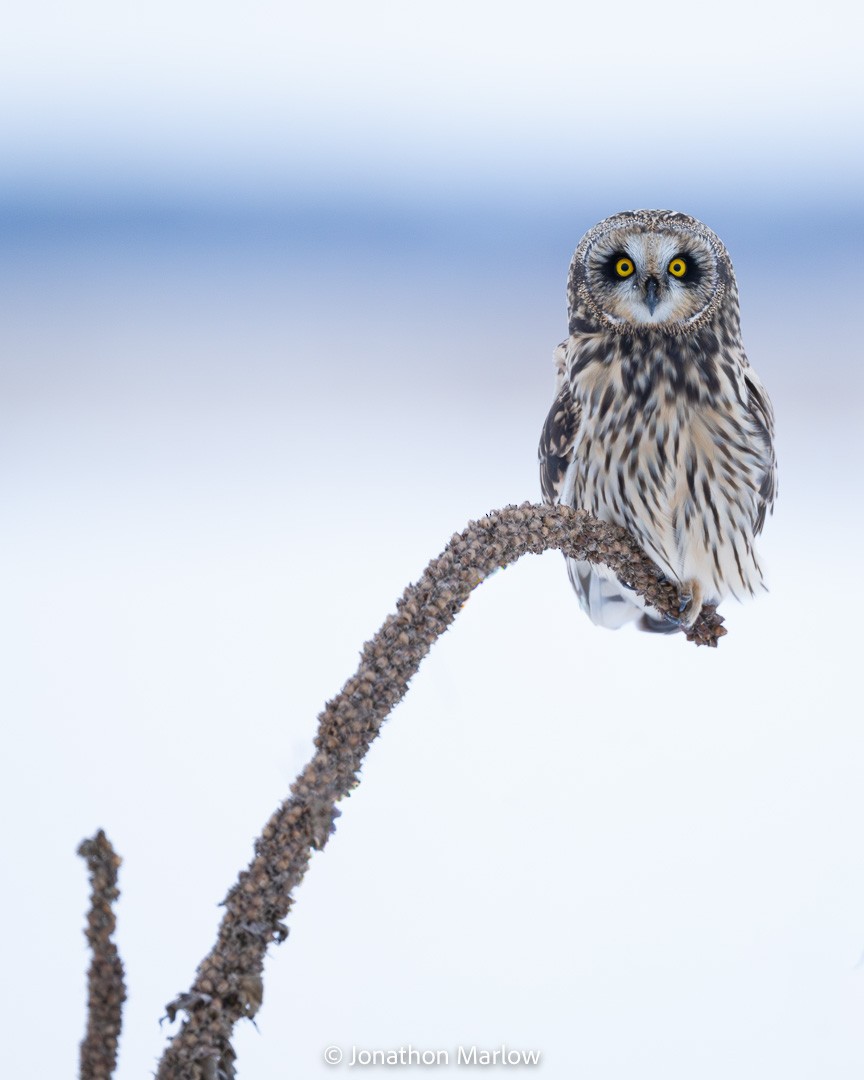 Short-eared Owl - ML646163731