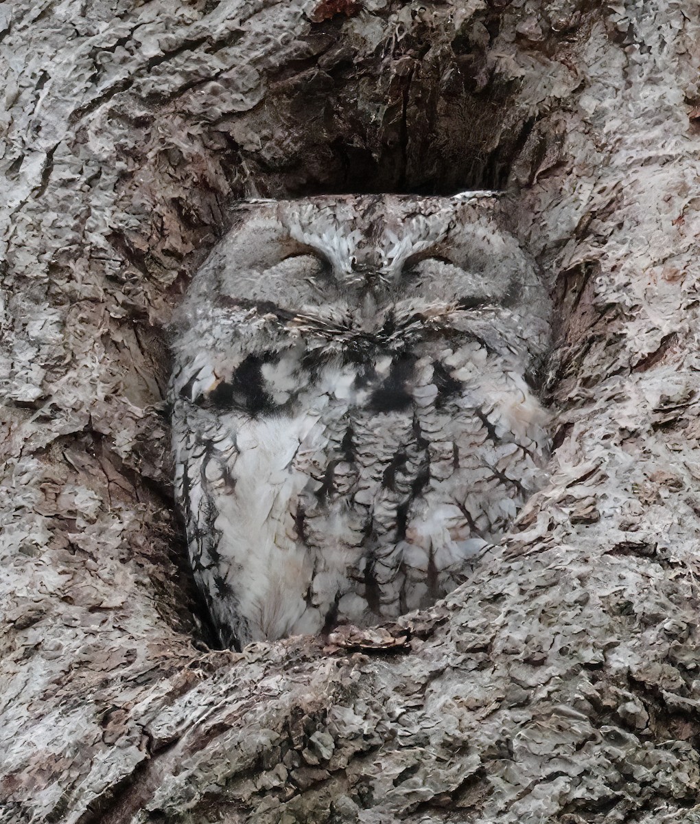 Eastern Screech-Owl - ML646163741