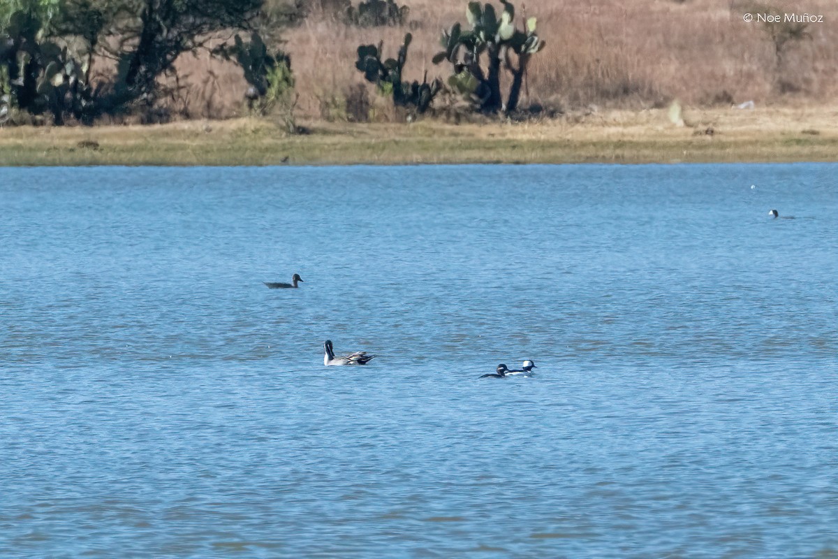 Bufflehead - ML646163747
