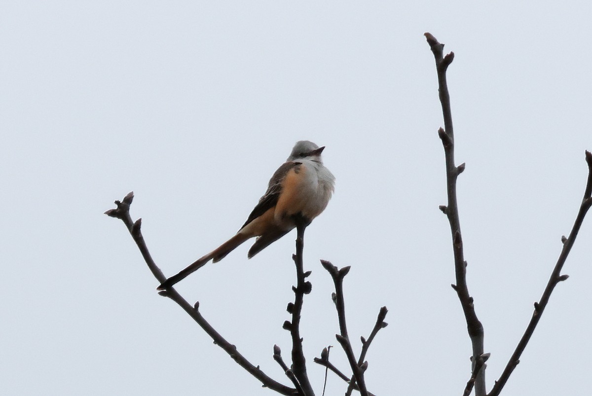 Scissor-tailed Flycatcher - ML646163748