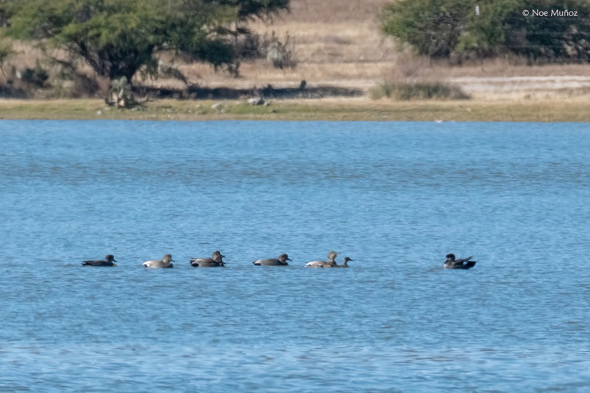 Gadwall - ML646163758