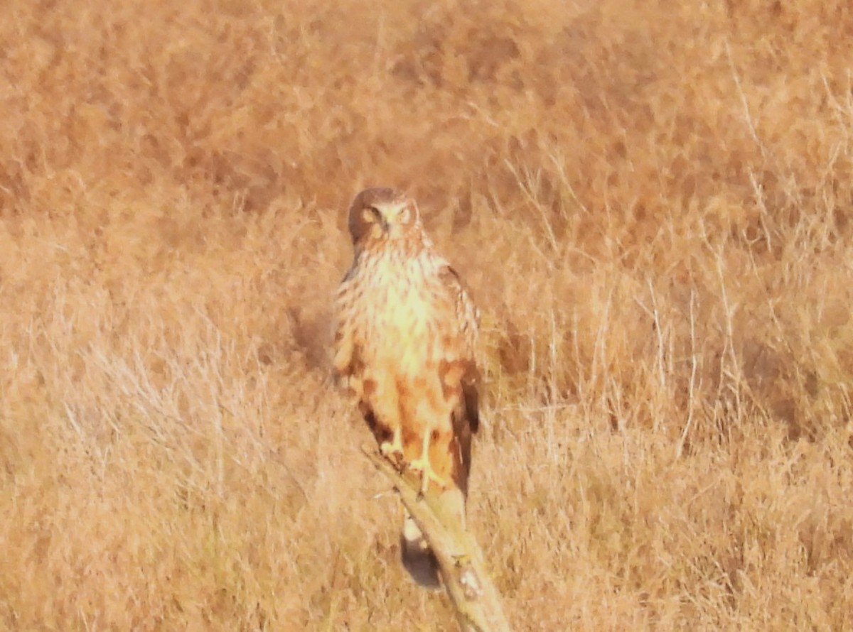 Northern Harrier - ML646163762